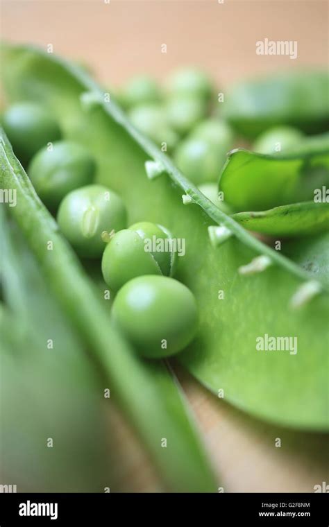 Peas In Pods Being Prepared For Cooking In England Uk Stock Photo