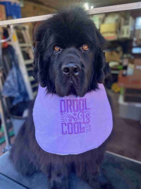 It’s My Gotcha Day – National Newfoundland Rescue