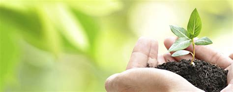 Купить семена экзотических растений в интернет-магазине Tropics Seeds
