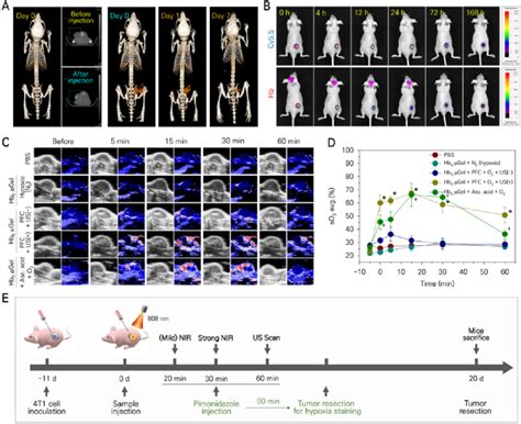 A Computerized Tomography Ct Images Of T Tumor Bearing Mice