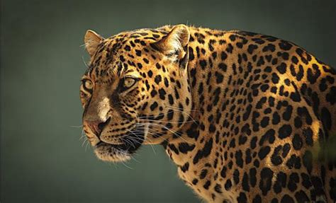 Jaguar – a strong wild cat | DinoAnimals.com