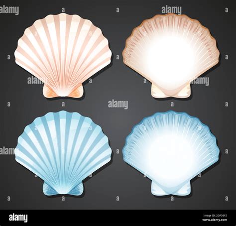 Scallop Seashell Hi Res Stock Photography And Images Alamy