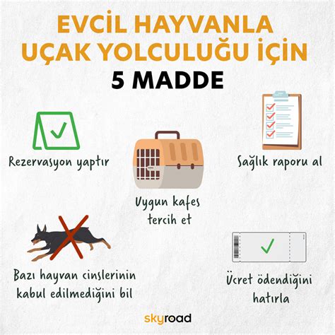 Evcil Hayvanla U Ak Yolculu U I In Madde