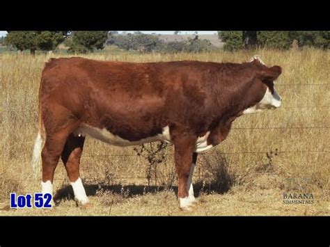 Lot 52 Barana Shelley PTCPS092 YouTube