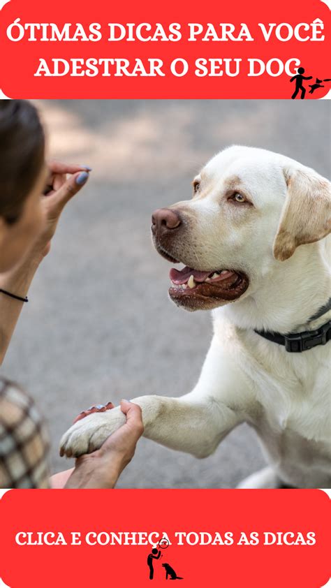 Adestramento Canino em Casa Aprenda a Treinar Seu Cão como um