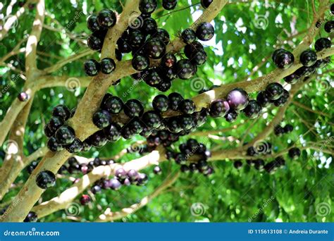 Jabuticaba or Jaboticaba Tree Full of Purplish-black Fruits. Stock Photo - Image of exotic ...