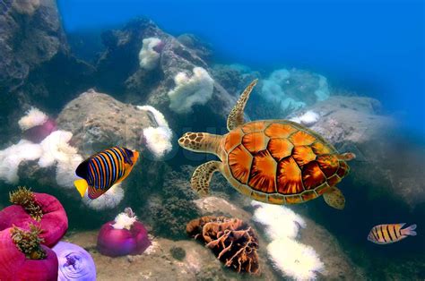 Sea Turtle Swimming Over The Coral Reef Stock Image Colourbox