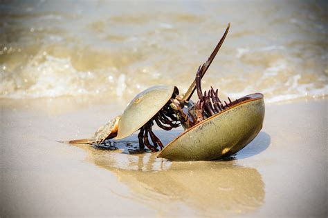 11 Facts About Horseshoe Crabs That Will Blow Your Mind Ocean Conservancy