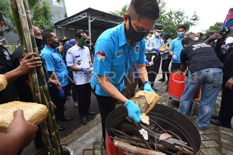 PENYELUNDUPAN 15 KG GANJA DI BANTEN ANTARA Foto