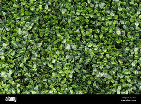 Green plastic grass background for graphic design Stock Photo - Alamy