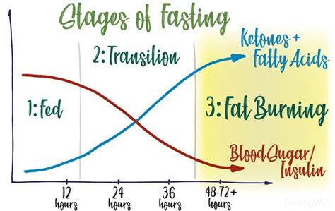 The 5 Stages Of Fasting [benefits How To Make Easier]