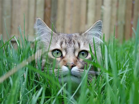 Fondos de pantalla cara gato Ojos naturaleza césped macro verde