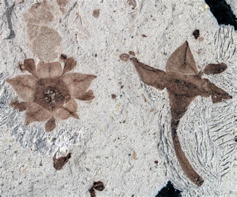 The end-Cretaceous plant extinction: Heterogeneity, ecosystem