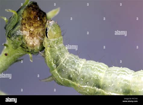 Silver y moth caterpillar hi-res stock photography and images - Alamy