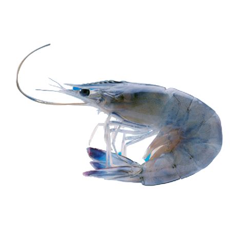 Cristal blue Prawns from New Caledonia 新卡里多尼亞水晶藍蝦