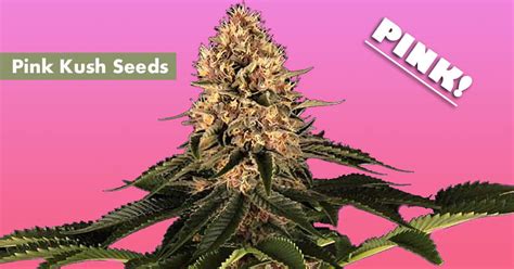 Where to Buy the Best Pink Kush Seeds Online - 10Buds