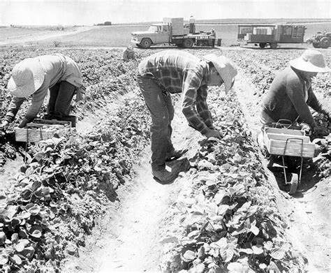 About California Strawberries | California Strawberries