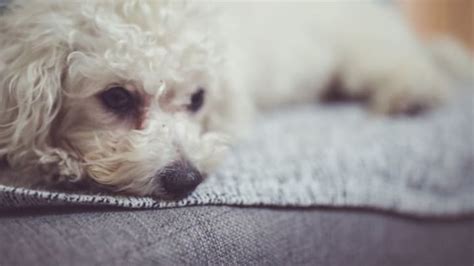 11 Fluffy Facts About the Bichon Frise | Mental Floss