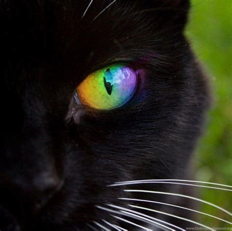 Rainbow Cat Wallpapers Top Free Rainbow Cat Backgrounds Wallpaperaccess