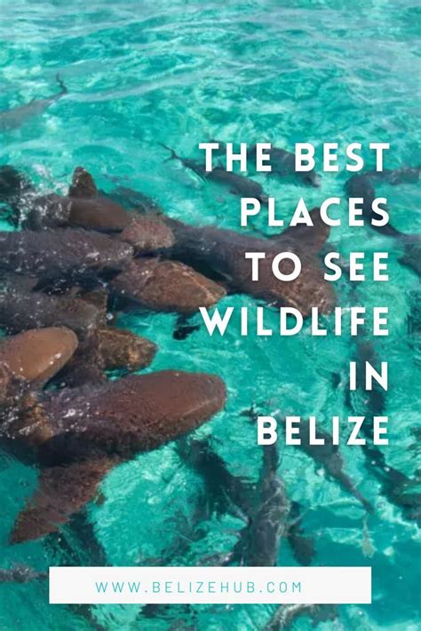 The Best Places To See Wildlife In Belize Wildlife In Belize In 2023