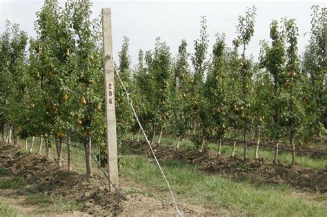 Груша Ноябрьская Описание Фото – Telegraph