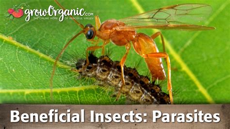 How To Utilize Beneficial Insects Parasites In Your Organic Garden Youtube