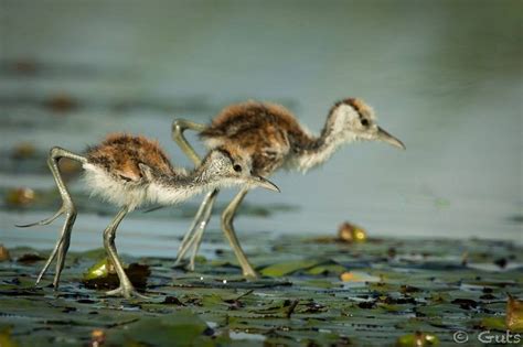 Jacana chicks are precocial, meaning they can walk, swim, and dive a