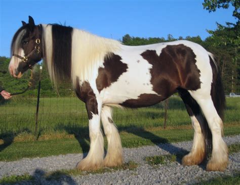 Gypsy Vanner Horse: Breed Profile, History, & Care | Horse Care Advisor