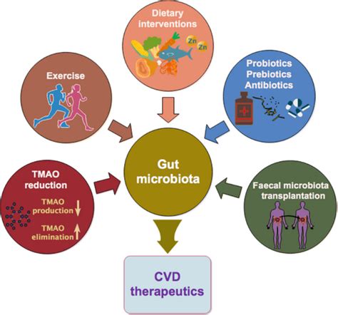 The Gut Microbiota And Its Interactions With Cardiovascular Disease