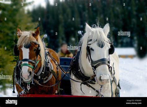 Horse drawn sleigh Stock Photo - Alamy