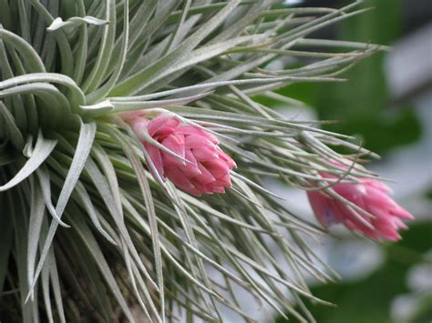 Tillandsia Species Air Plants Riverside Garden Centre