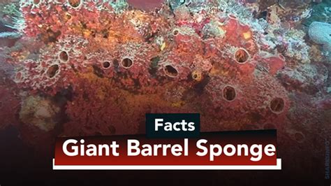 Giant Barrel Sponge Facts Habitat, Diet, Conservation & More – sharksinfo.com