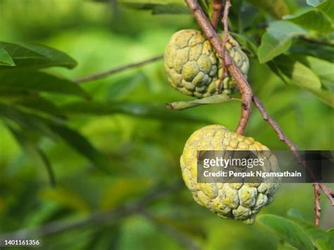 Anon Fruit Photos and Premium High Res Pictures - Getty Images