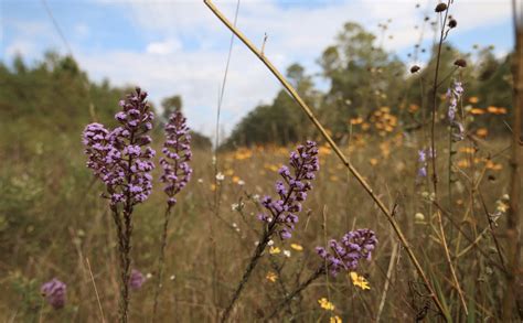 Fall Wildflowers are in Full Bloom