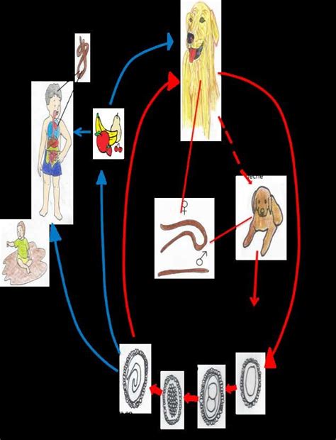 Ciclo De Vida De Toxocara Canis Para Toxocara Canis El Suelo Es Un Download Scientific Diagram