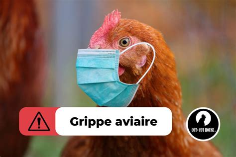 Grippe aviaire comment protéger mes poules Cot Cot House