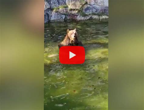 Il Primo Bagno Dell Orso Bruno Liberato Dopo 20 Anni Da Una Gabbia Di