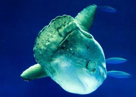 Ocean Sunfish - Animal Facts and Information