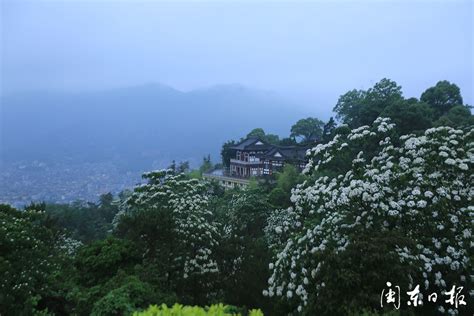 新宁德拍客团 李在定：山中五月恋花开，油桐花香入梦来宁德网