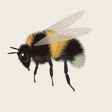 Realistic Bumblebee Illustration Royalty Free Stock Photos - Image ...