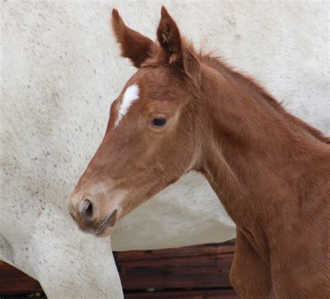 Le Haras Des Coudrettes Unna De Kerglenn Hdc