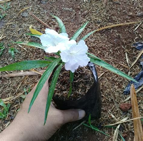 Jual Tanaman Hias Ruellia Bunga Putih Di Lapak Hari Flora Landscape