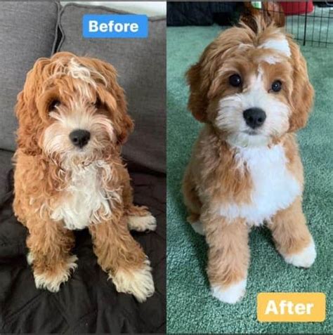 Cavapoo Cut in 2024 | Dog mommy, Puppy grooming, Cute dogs