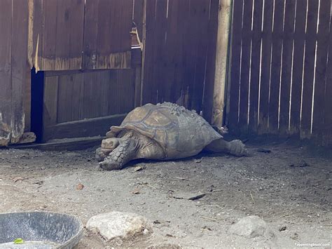 Omankovivi Nude OnlyFans Leaks Fappening FappeningBook