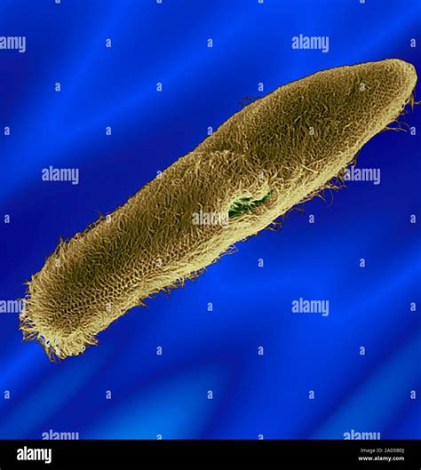 Paramecium Sp Ciliated Protozoan Coloured Scanning Electron Micrograph Sem Paracmecium