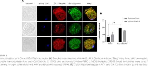 Figure 1 From The Gal GalNac Lectin As A Possible Acetylcholine