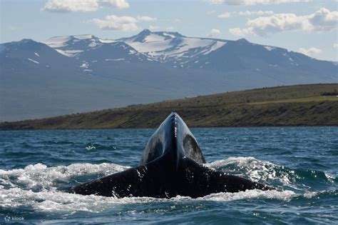 Classic Whale Watching Cruise In Akureyri Iceland Klook