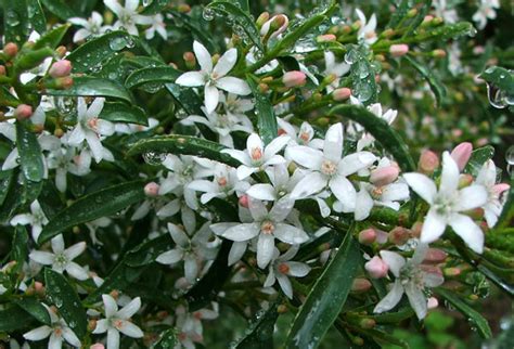 Favourite Australian Shrubs