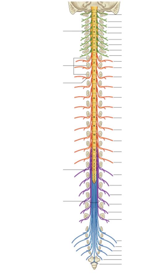 Nerves Diagram Quizlet