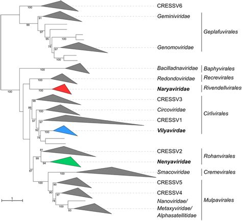 Maximum Likelihood Phylogenetic Tree Of Rep Proteins From Members Of